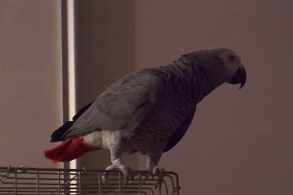 (VIDEO) NAJNEOBIČNIJI DELIJA: Poslušajte kako papagaj peva Zvezdine pesme