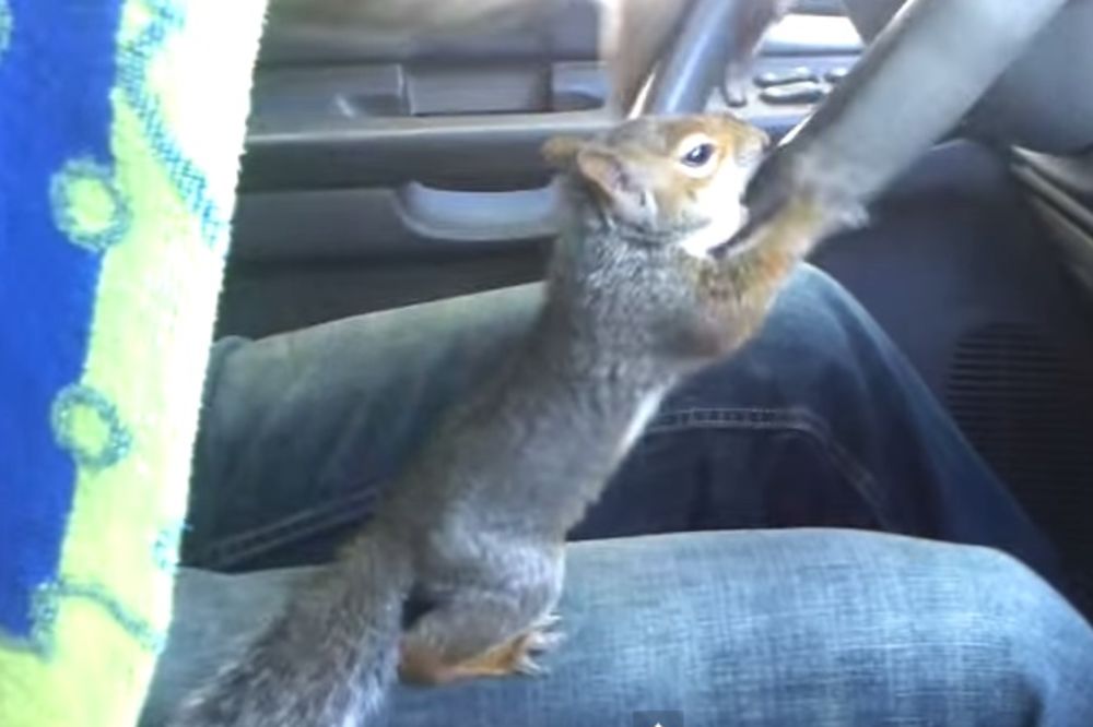 (VIDEO) Šta se dogodi kad veverica sedne da vozi auto? I ne, ovo nije vic