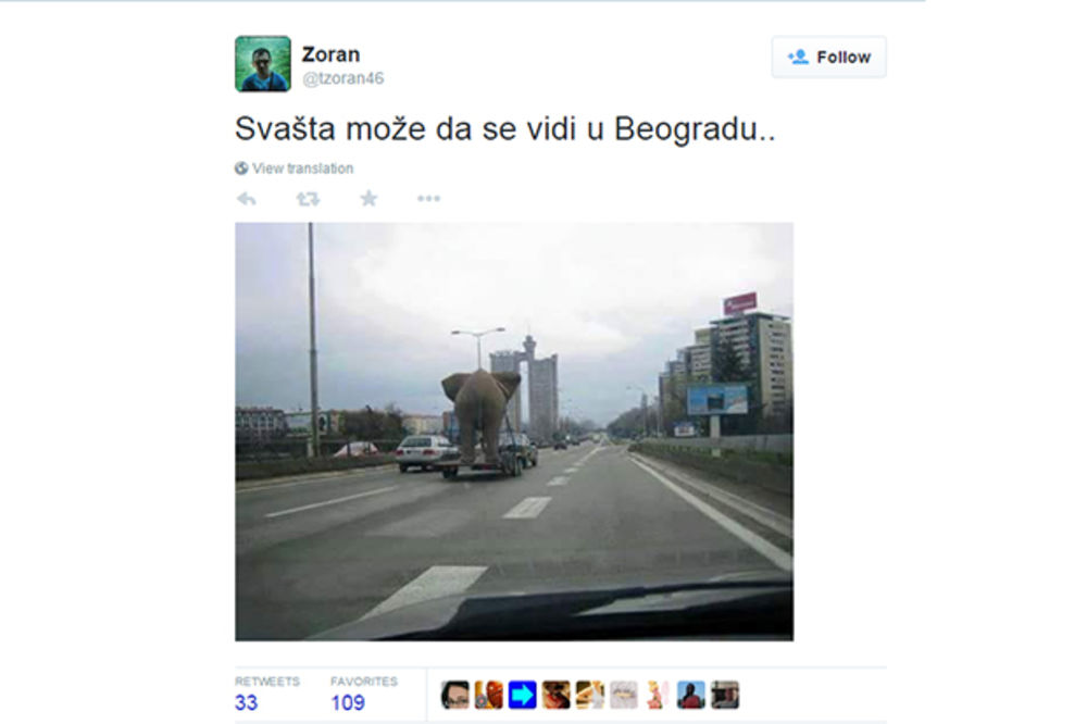 I TO SE DEŠAVA: Ovako slon razgleda Beograd