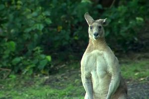 (VIDEO) DA SE SMRZNEŠ: Nabildovani kengur teroriše ljude po parku!