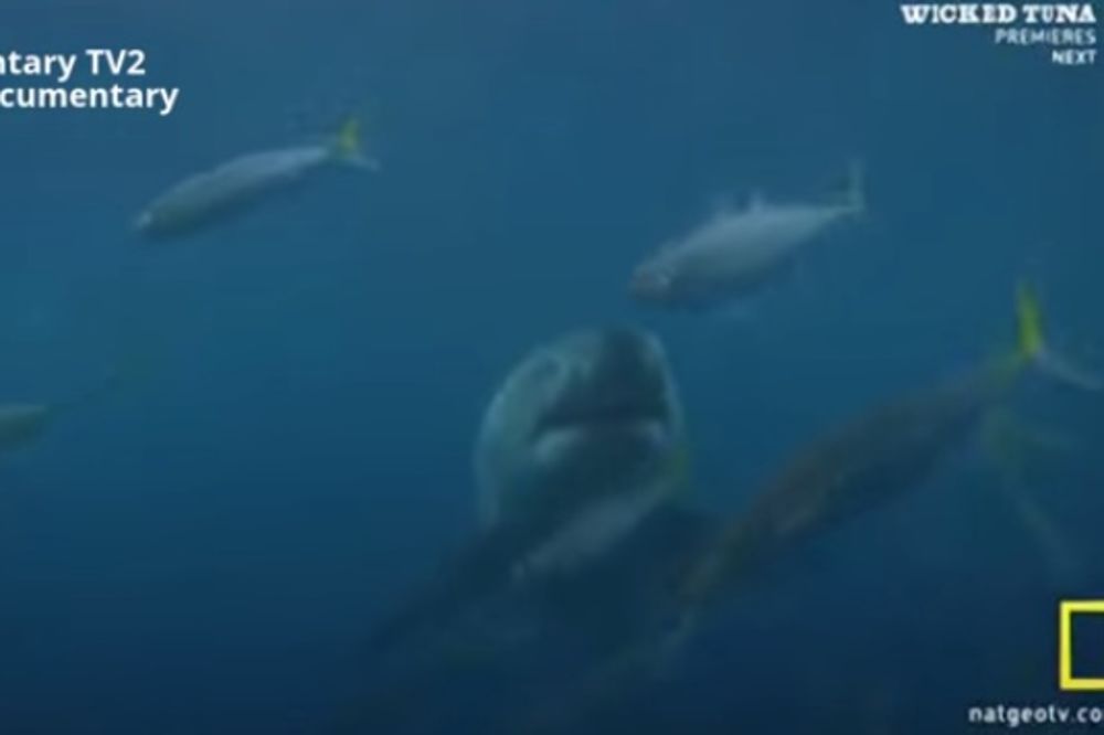 (VIDEO) BORBA TITANA U OKEANU: Pogledajte kako kit ubica jede veliku belu ajkulu!