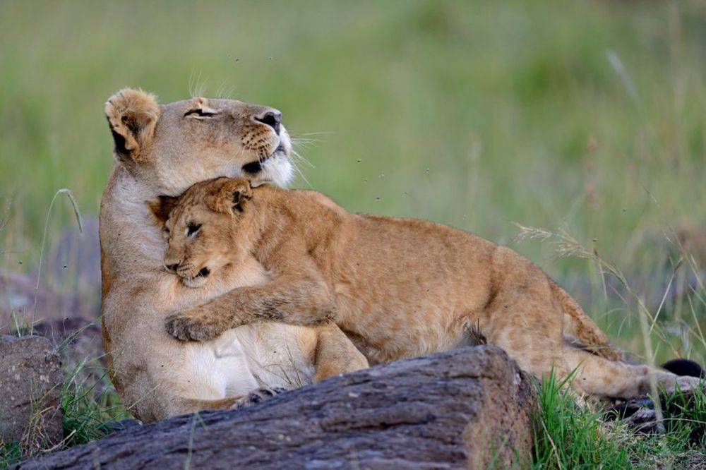 DA LI VAM JE SRCE SPREMNO: 20 fenomenalnih fotografija roditeljstva među životinjama