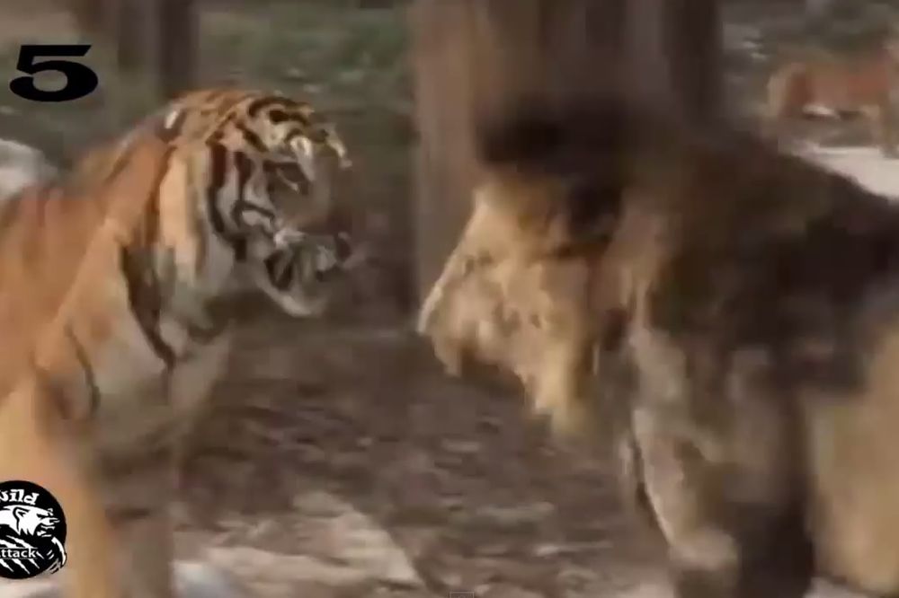 VEČITI DERBI ROĐENIH UBICA : Pogledajte najžešče obračune tigrova i lavova! (VIDEO)