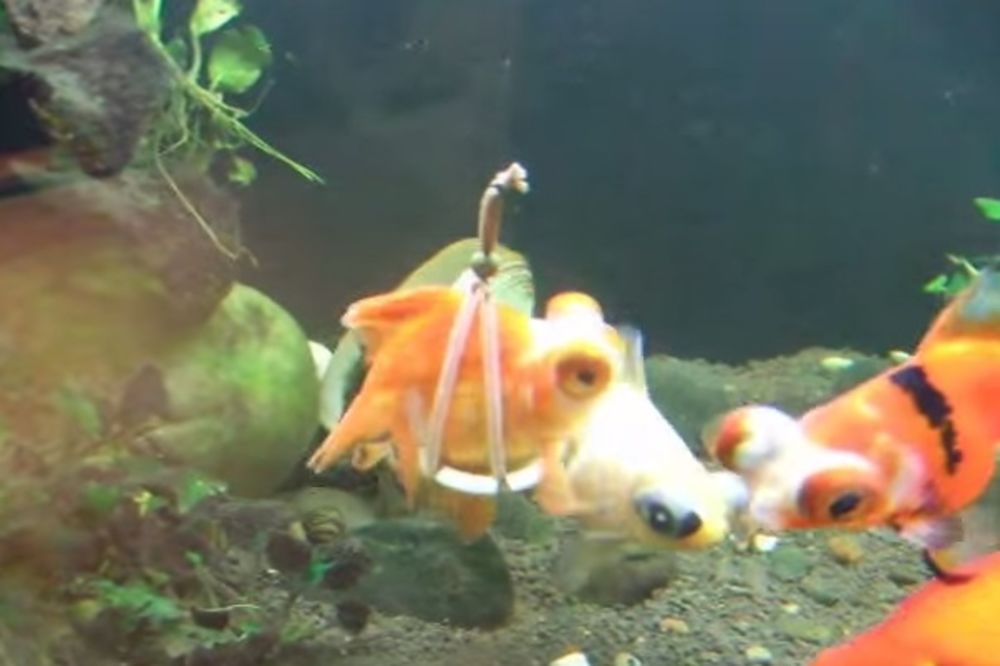 (VIDEO) Zlatna ribica se razbolela, ali vlasnik je smislio genijalan način da joj pomogne