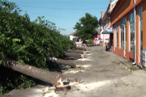 (UZNEMIRUJUĆI VIDEO) JEZIVI ZVUK TESTERE: Isekli jedini drvored u Srbobranu, ptići ispali iz gnezda