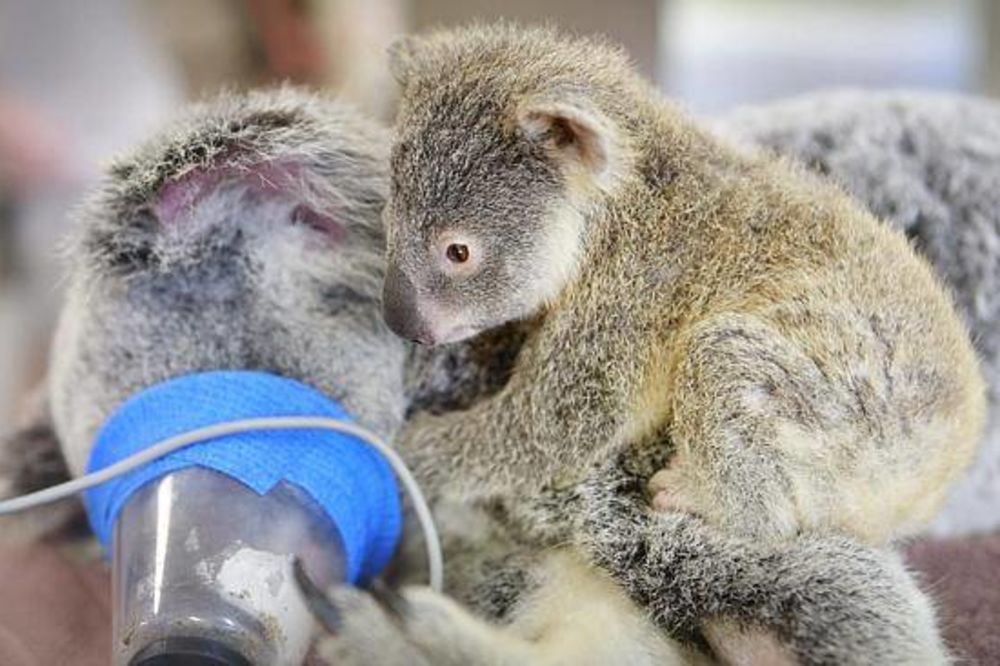SLIKA KOJA GREJE SRCE: Mala koala ne napušta mamu ni tokom operacije!