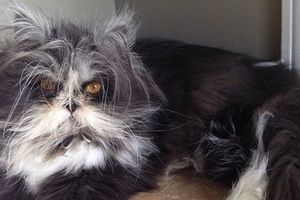 OVO SIGURNO NIKADA NISTE VIDELI: Mačka sa sindromom vukodlaka je istovremeno strašna i sjajna!