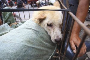 (UZNEMIRUJUĆE) MILIONI PASA ZAVRŠE KAO HRANA: Aktivisti traže zabranu psećeg festivala u Kini