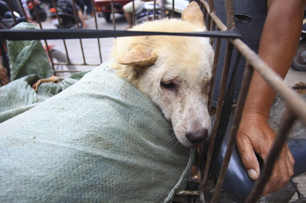 (UZNEMIRUJUĆE) MILIONI PASA ZAVRŠE KAO HRANA: Aktivisti traže zabranu psećeg festivala u Kini