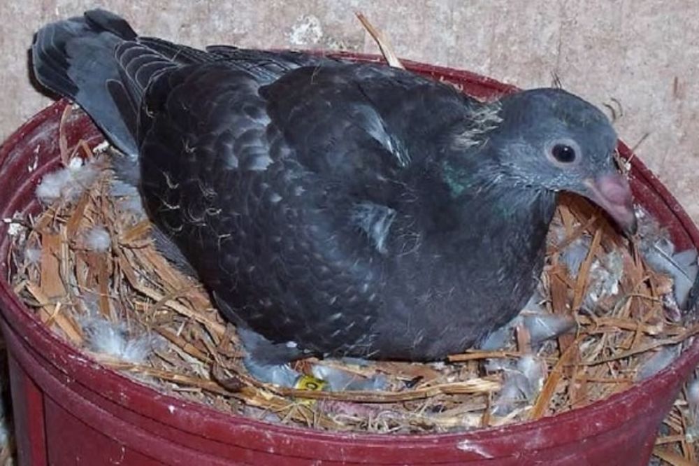 (VIDEO) Kad ste poslednji put videli bebu goluba? Ne sećete se! Evo i zašto...