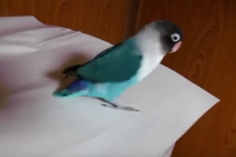 (VIDEO) NIKAD NEĆETE MOĆI OVAKO DOBRO DA IGRATE: Ovaj papagaj je veliki fan irske muzike