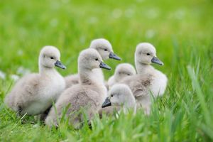 OPASNOST OD KORNJAČA: Prinove labudova Ise i Bise preseljeni u odgajalište