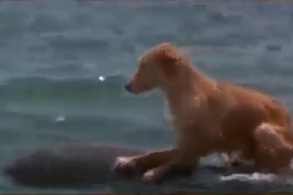 (VIDEO) AVANTURA JEDNOG PSA: Upao je u more, našao se na meti ajkule ali delfin ga je spasao