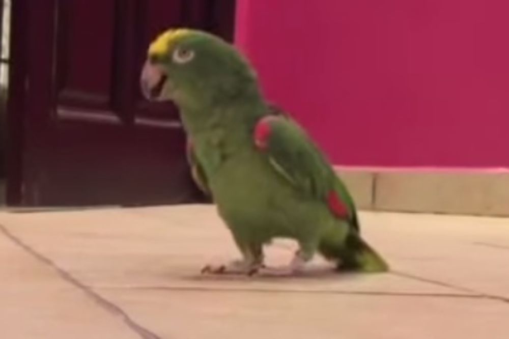 NEMA ŠANSE DA SE NE NASMEJETE: Pogledajte zašto ovaj papagaj ima skoro 3 miliona pregleda!