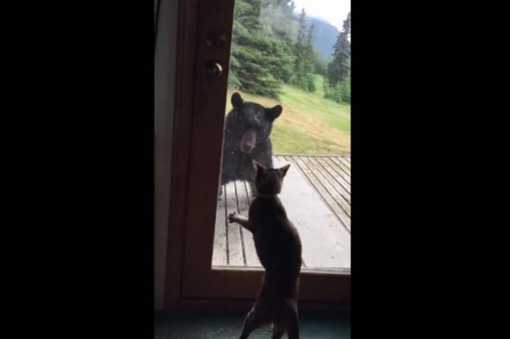 (VIDEO) OVAJ SNIMAK SVI DELE: Veliki medved koji se toliko prepao mačke da je pao s trema
