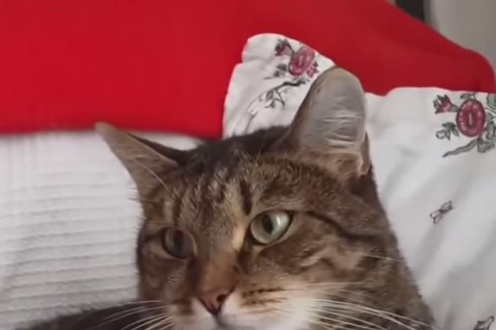 (VIDEO) HIT NA INTERNETU: Pogledajte šta je izbezumilo ovu mačku