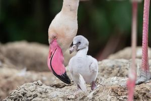 PRINOVE U BEČKOM ZOO VRTU: Izlegli se kad i  vreme nije!