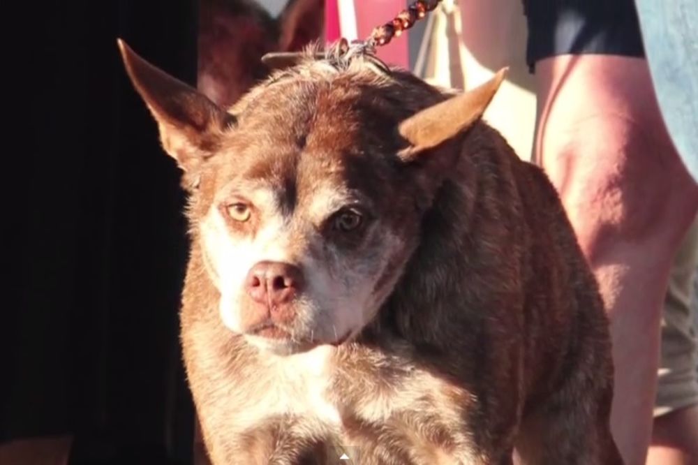 (VIDEO) ŠTA KAŽETE? Kvazimodo proglašen za najružnijeg psa na svetu, ali je svejedno sladak!