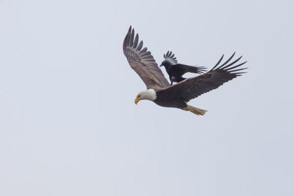 (FOTO) FANTASTIČNA SCENA NA NEBU: Kad vrana zajaše orla!