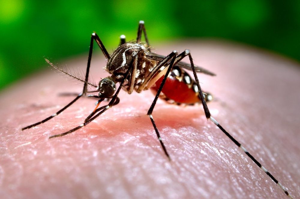 OFANZIVA: Zaprašivanje komaraca večeras u Grockoj i na Voždovcu