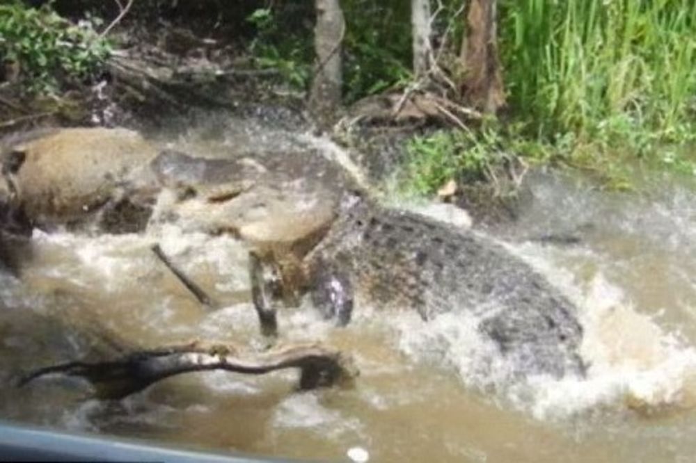 (VIDEO) TURISTI IZ PAKLA: Namamili svinju u reku sa aligatorima da snime pokolj!