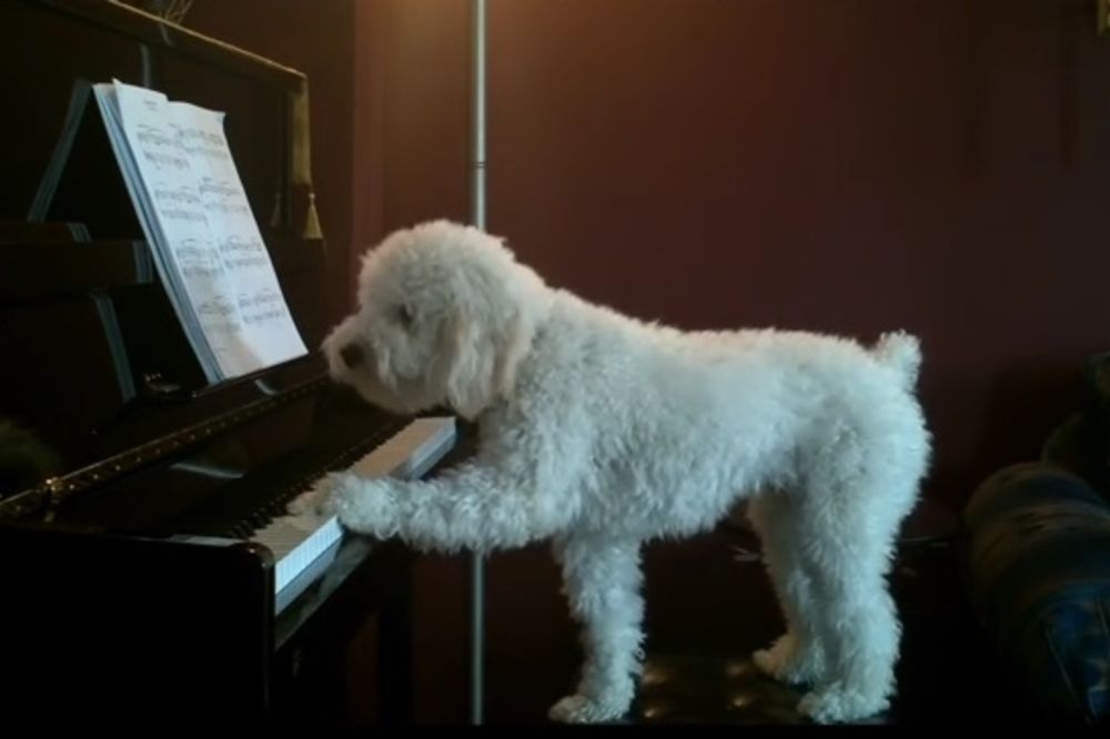(VIDEO) PUDLICA BLUZ: Način na koji ovaj pas svira klavir će vam ulepšati dan