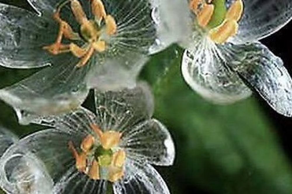 (VIDEO) ŠKRTO ČUVA SVOJU LEPOTU: Cvet skelet svu raskoš pokaže samo kada pada kiša!