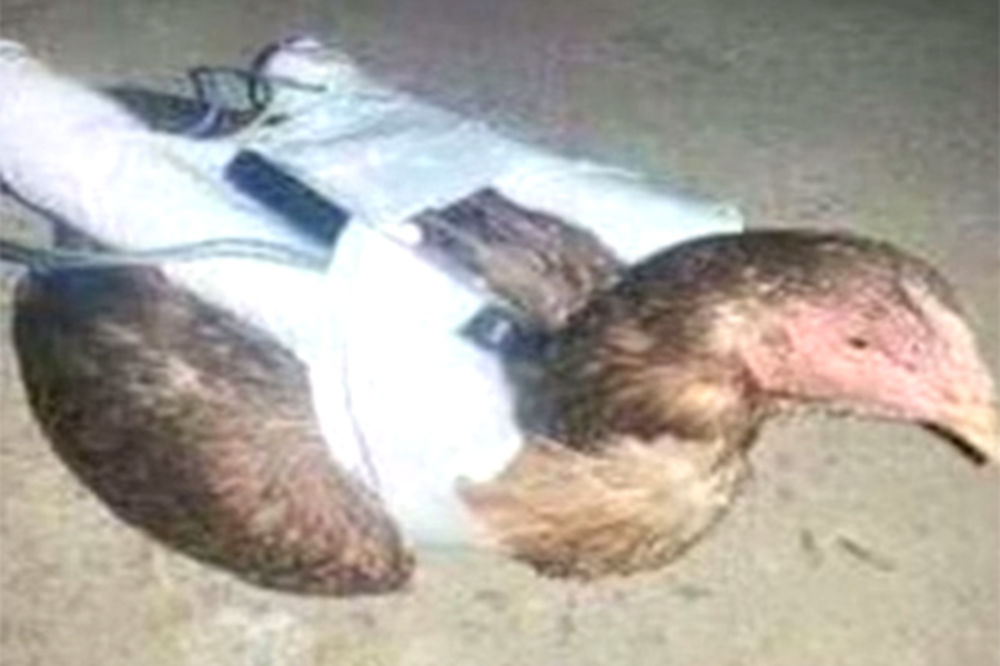 ISLAMSKA DRŽAVA: Posle dece ubica i žena bomaša sada šalju i kokoške samoubice!