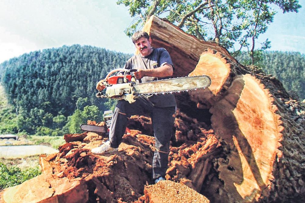 NE BOJIM SE KLETVE ZA HRAST: Čovek koji je uklonio drvo staro 600 godina!