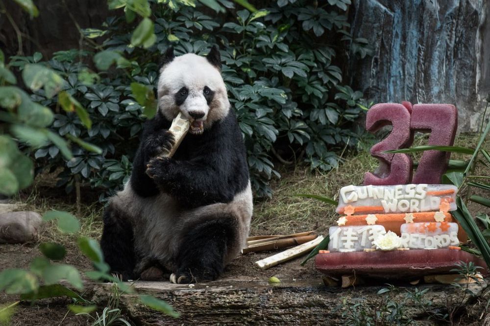 (VIDEO) NEODOLJIVI MOMENTI: 10 najlepših trenutaka u životima džinovskih pandi