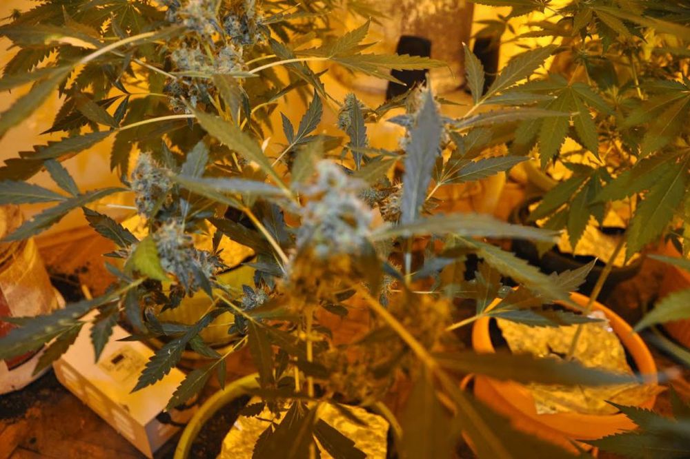 NOVI KNEŽEVAC: Zaplenjeno 9 stabljika marihuane