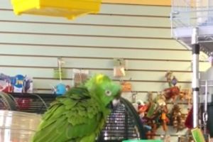 (VIDEO) NEMA BOLJEG OD OVOGA: Papagaj peva pesmu iz filma Lego