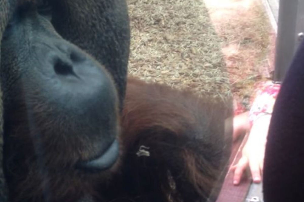 TOPLI POZDRAV: Orangutan hteo da poljubi stomak trudnici (VIDEO)