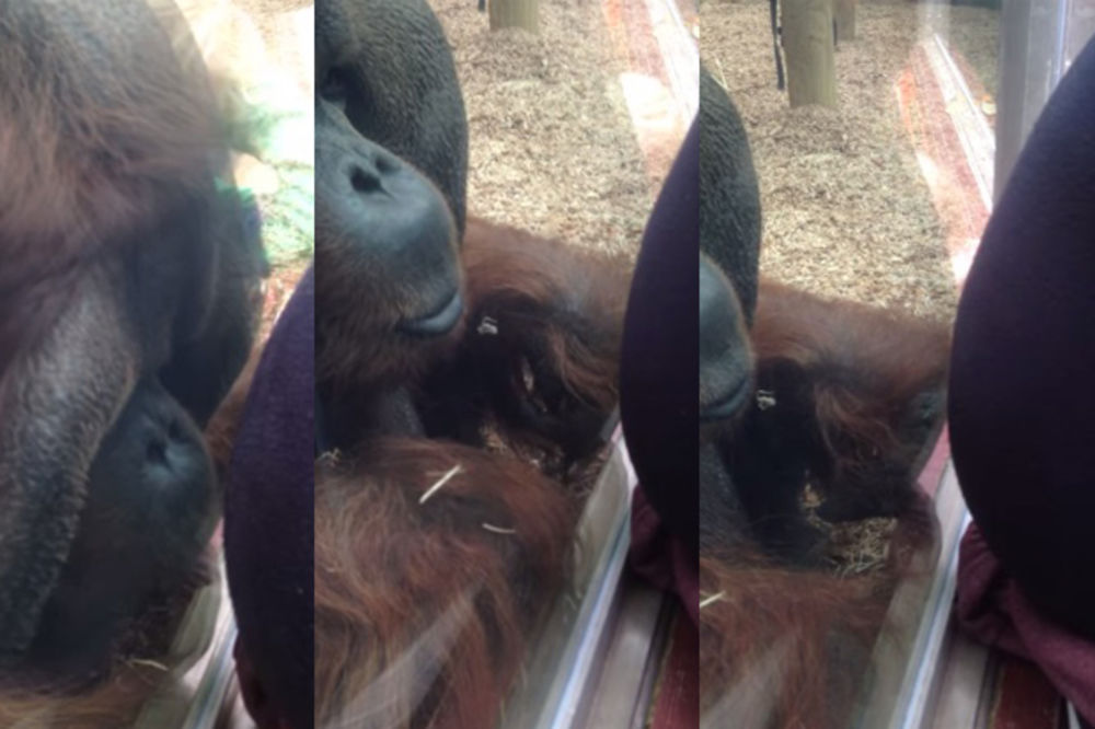 (VIDEO) Trudnica je prišla kavezu sa orangutanima! Ono što je uradio mužjak je fenomenalno
