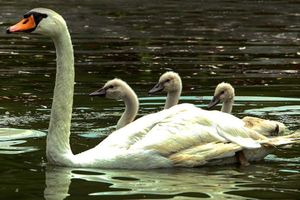 (FOTO) ATRAKCIJA U NOVOM SADU: Isa i Bisa sa labudićima vraćeni u Dunavski park