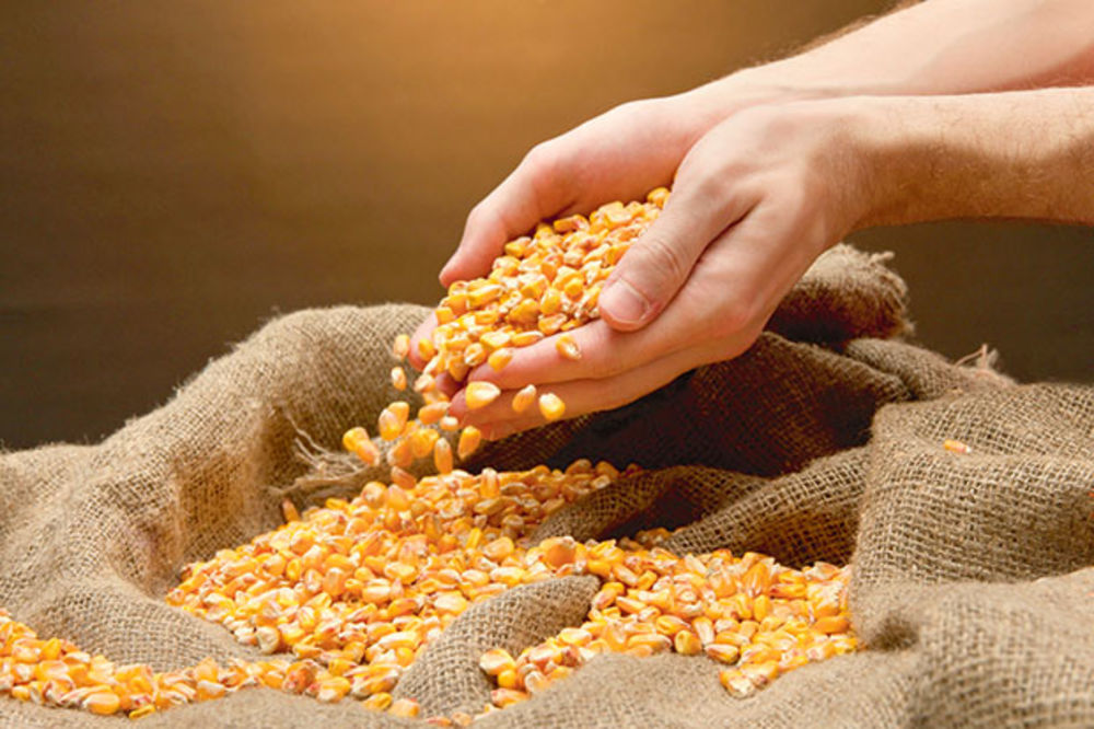 PODNETE KRIVIČNE PRIJAVE: Obrali i prodali tuđi kukuruz