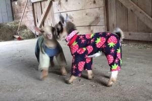 (VIDEO) NESTVARNO SLATKO: Bebe koze u pidžamama skakuću po senu
