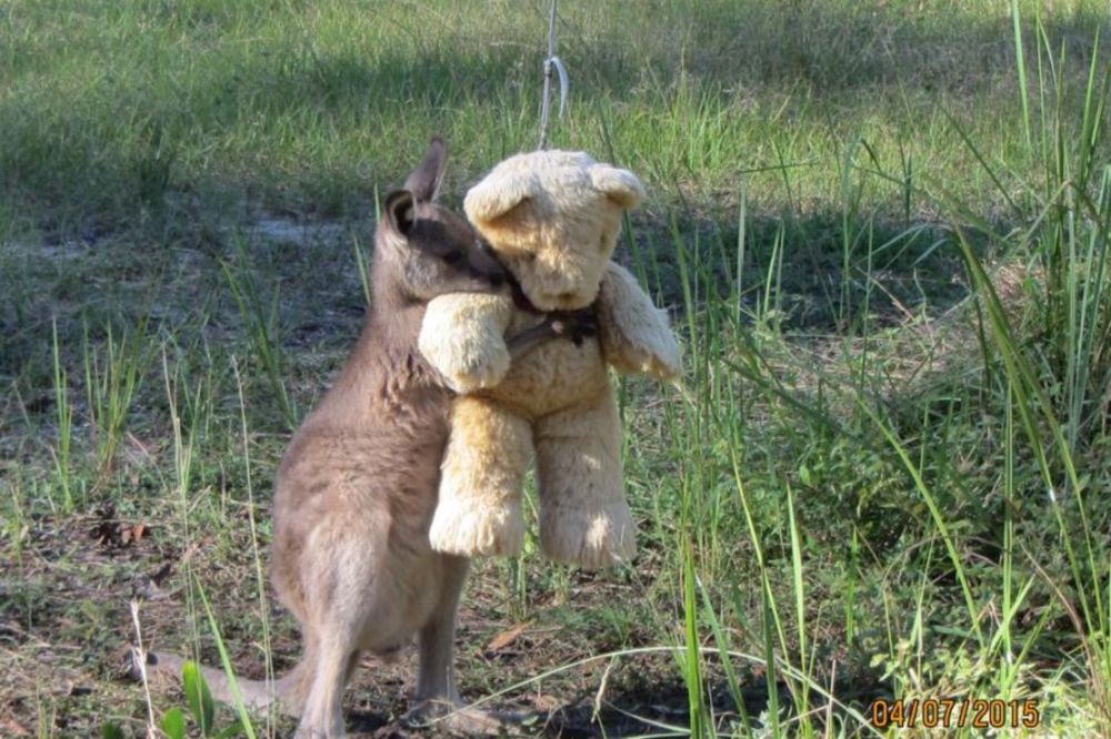 (FOTO) Mali kengur grli plišanog medu, razlog će vam slomiti srce!
