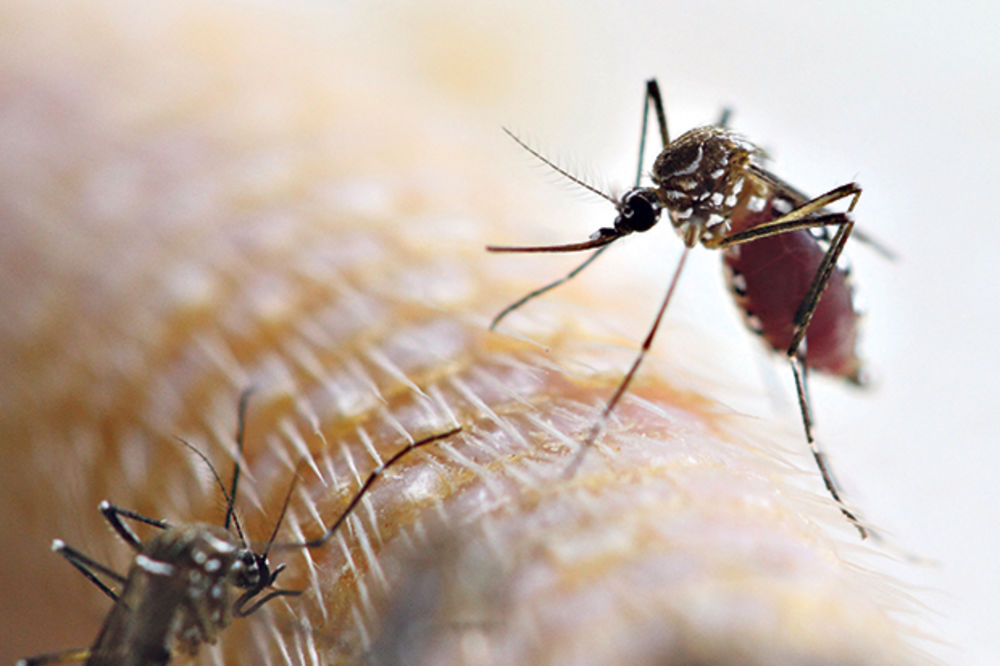 RAT KRVOPIJAMA: Večeras zaprašivanje komaraca u 5 opština