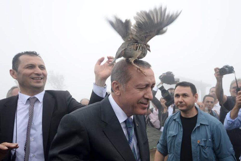 (VIDEO) KAO U HIČKOKOVOM FILMU: Tetreb napao turskog predsednika!