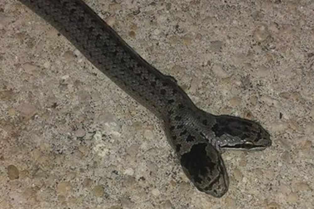 (FOTO) STRAŠNO JE I POGLEDATI: Dvoglava zmija uhvaćena u bosanskom selu Golijevo!