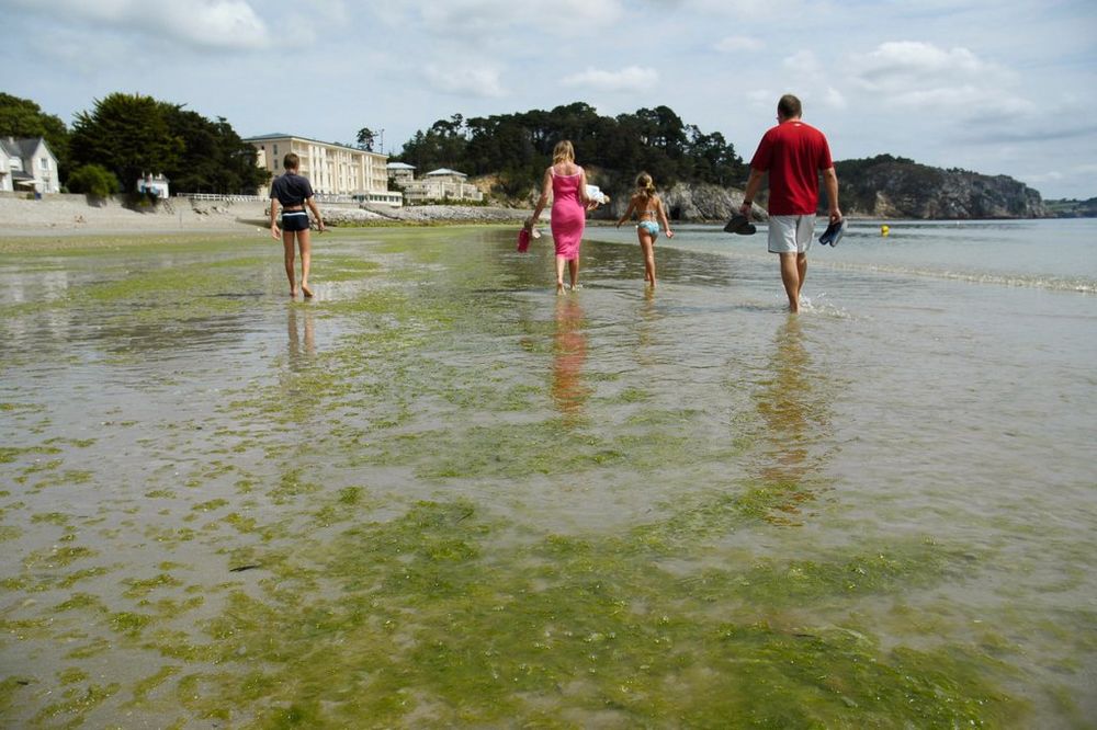 HRVATSKI NAUČNICI UPOZORAVAJU: Otrovne alge preplavile Jadran od Istre do Dubrovnika
