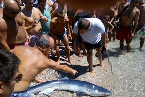 (FOTO) AJKULA U PLIĆAKU KOD HERGEC NOVOG: Morski pas doplivao do plaže!