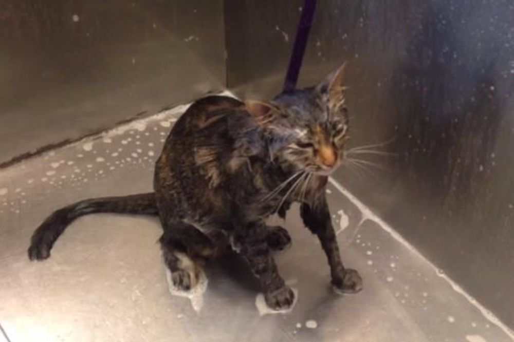 (VIDEO) KAD MAČKA PROGOVORI: Neverovatan trenutak kad maca moli vlasnike da prestanu sa kupanjem