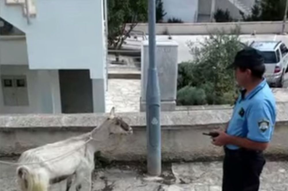 (VIDEO, FOTO) POGLEDAJTE OVAJ CIRKUS: Hrvatska policija dva sata hapsila kozu!