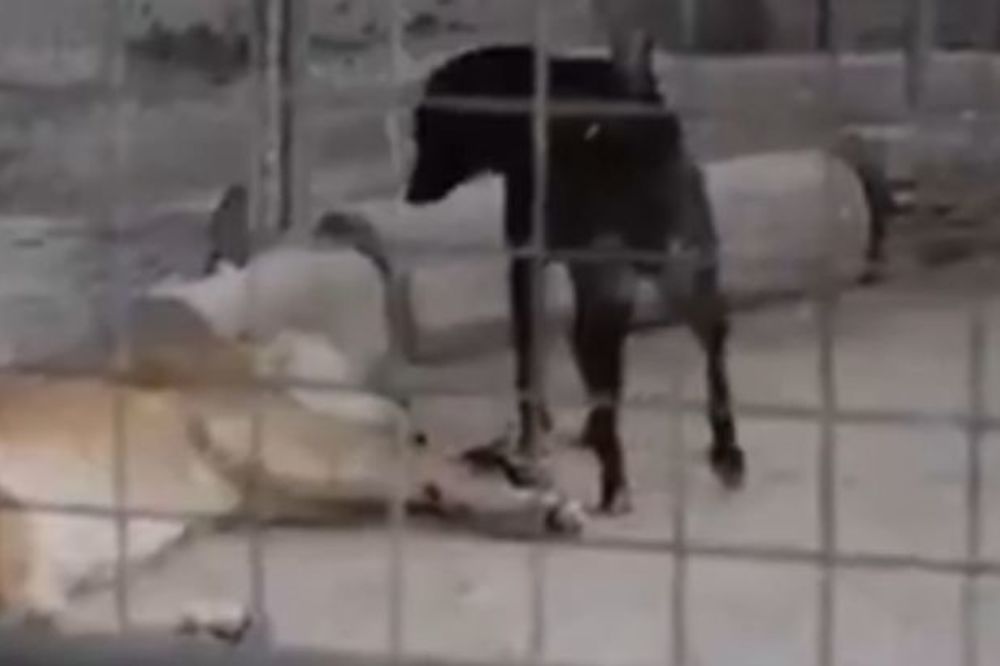 (VIDEO) KIDANJE ŽIVACA: Hrabri pas se sukobio sa dva lava i pokazao im ko je gazda
