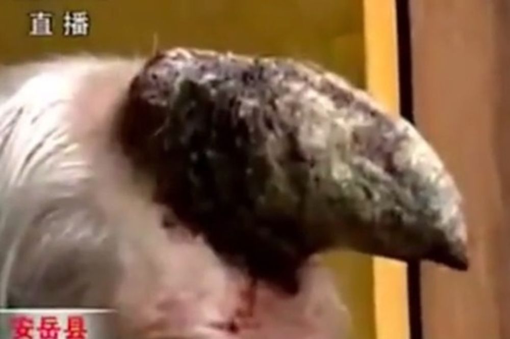 (VIDEO) UZNEMIRUJUĆE: Starici na glavi izbio životinjski rog od 13 cm
