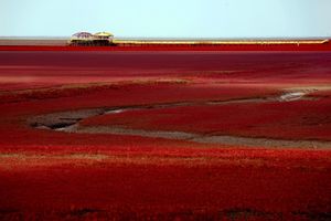 ČUDO PRIRODE: Crvena plaža svake jeseni ostavlja bez daha