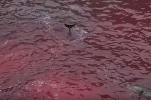 KRVAVI POKOLJ: Svake godine u Japanu pobiju na hiljade delfina