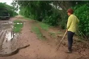 (VIDEO) LOV NA GRDOSIJE: Ovako se hvataju najveće zmije na svetu, neki su osetili ujede a neki...